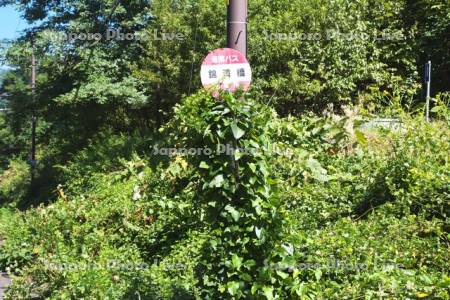 ツタがからまったバス停