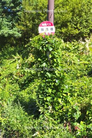 ツタがからまったバス停