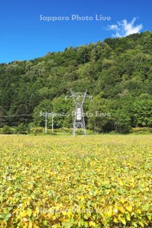 送電線と豆畑