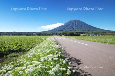 羊蹄山とニラの花と道
