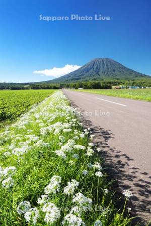 羊蹄山とニラの花と道