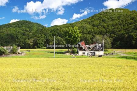 廃屋と稲