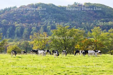 清水町営育成牧場のウシの放牧