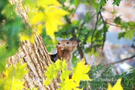 音更神社のエゾリスと紅葉