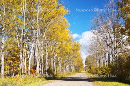 白樺の紅葉と道　十勝牧場