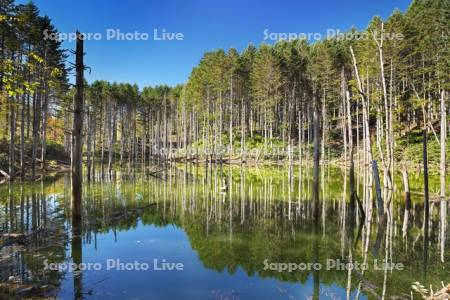 日高の黒い池と水中木