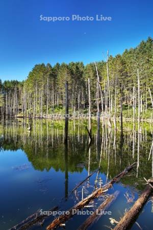 日高の黒い池と水中木