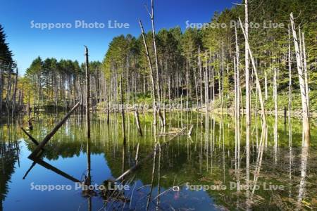 日高の黒い池と水中木