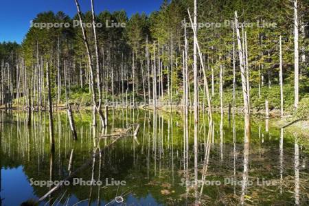 日高の黒い池と水中木
