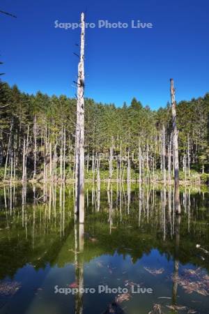 日高の黒い池と水中木