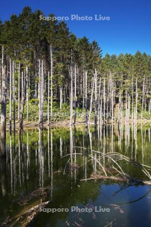 日高の黒い池と水中木