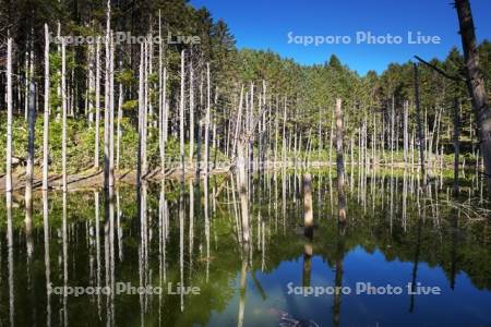 日高の黒い池と水中木