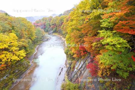 滝の上公園の紅葉と夕張川