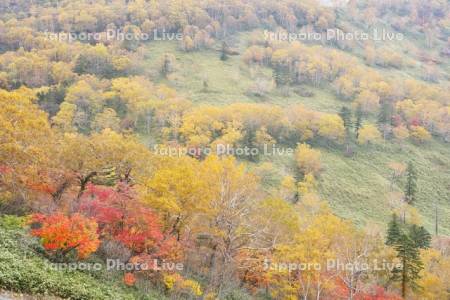 日勝峠の朝霧と紅葉