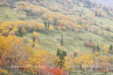 日勝峠の朝霧と紅葉