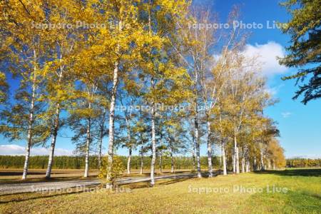 十勝牧場の白樺並木の紅葉