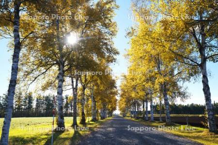 十勝牧場の白樺並木の紅葉