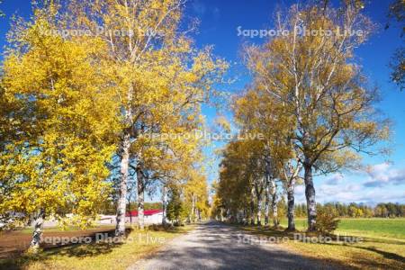 十勝牧場の白樺並木の紅葉