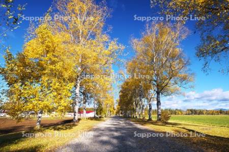 十勝牧場の白樺並木の紅葉