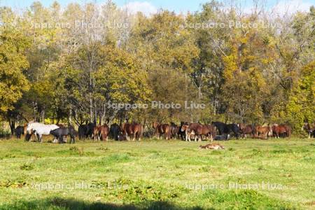 十勝牧場のウマの放牧