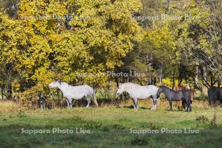 十勝牧場のウマの放牧