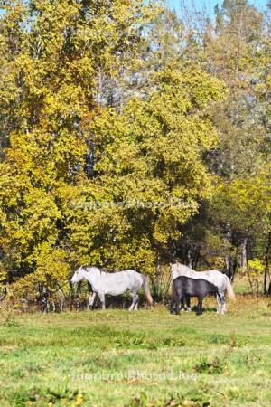 十勝牧場のウマの放牧