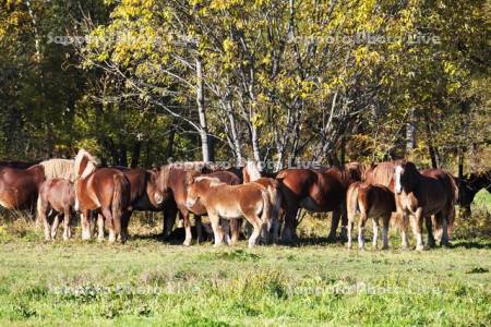 十勝牧場のウマの放牧