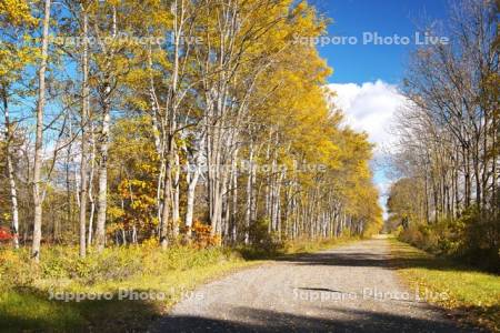 白樺の紅葉と道　十勝牧場