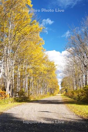 白樺の紅葉と道　十勝牧場