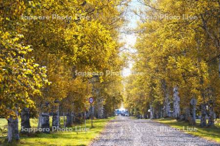 十勝牧場の白樺並木の紅葉