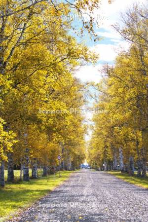 十勝牧場の白樺並木の紅葉