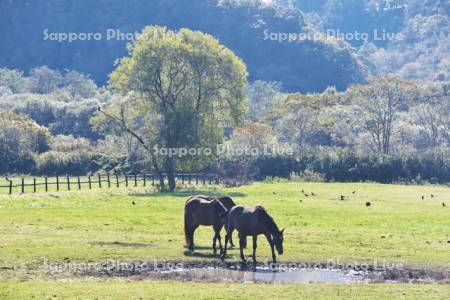 サラブレッドの放牧　サラブレッド銀座