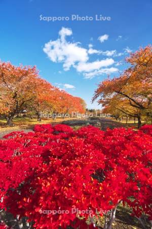 オニウシ公園の紅葉