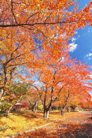 オニウシ公園の紅葉