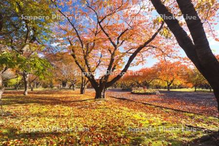 オニウシ公園の紅葉