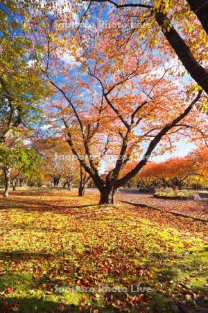 オニウシ公園の紅葉