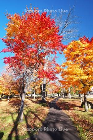 ぬかびら源泉郷　温泉公園の紅葉