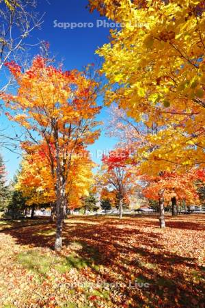 ぬかびら源泉郷　温泉公園の紅葉