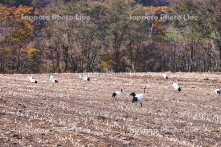 タンチョウと農地