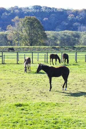 サラブレッド銀座　サラブレッドの放牧