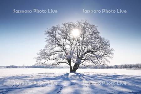 はるにれの木と太陽　樹氷