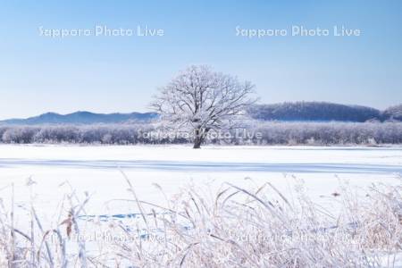 はるにれの木　樹氷
