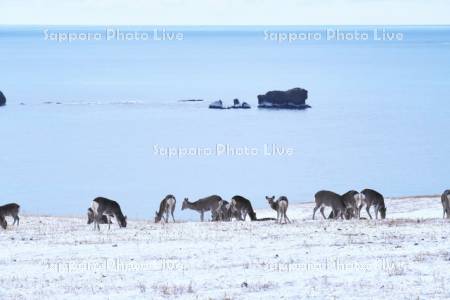 エゾシカと太平洋