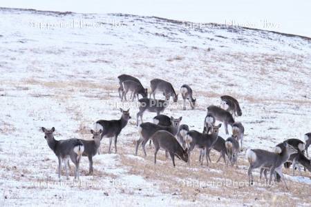 エゾシカと太平洋
