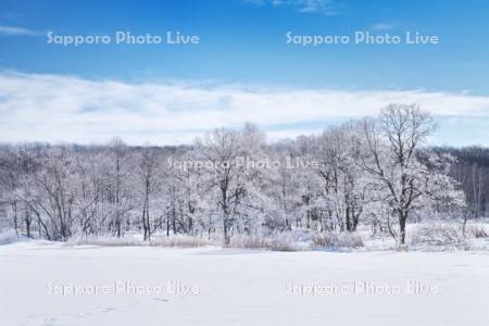 更別の霧氷（樹氷）