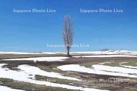 残雪の農地と木