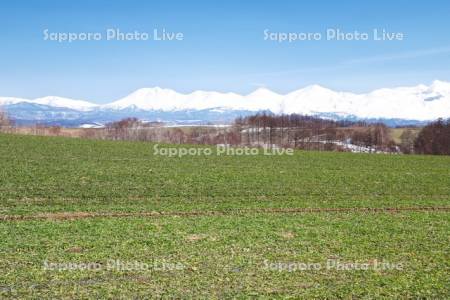 十勝岳連峰と残雪の農地