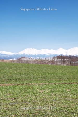 十勝岳連峰と残雪の農地