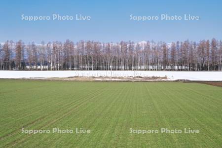 日高山脈と白樺並木と残雪の農地