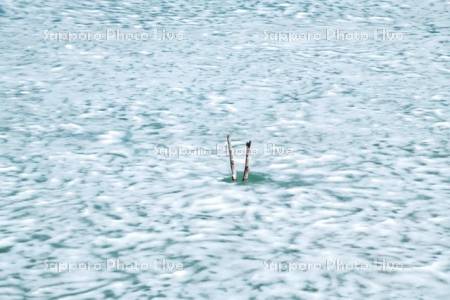 氷の残るシューパロ湖の氷と枯木
